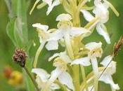 Orchidée Platanthera chlorantha