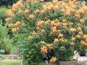 Caesalpinia gilliesii