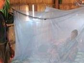 PALUDISME: moustiquaires responsables résurgence maladie? Lancet Infectious Diseases