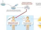 Déficit immunitaire combiné sévère (DICS): L’espoir confirmé thérapie génique Science Translational Medicine
