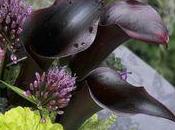fleurs noires trouver chez votre fleuriste