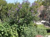 Solanum, complément