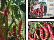 piments sèchent, septembre 2011