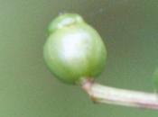 fruits Compressa Monstrosa