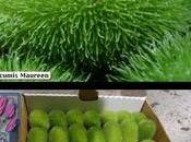 Cucumis autres cucurbitacées, suite