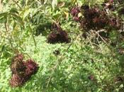 Sambucus canadensis 'Maxima'