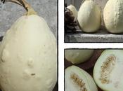 Courge coloquinthe?