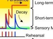 INTELLIGENCE ARTIFICIELLE: chercheurs japonais développent nano-synapse Nature Materials