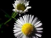 humble marguerite