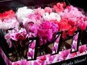 fleurs cyclamen