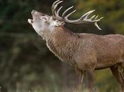 nouvelle galerie dédiée photographie animalière nature