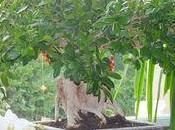 ficus Ginseng, mois après rempotage