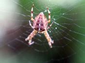 Araneus diadematus