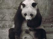 origines d’un symbole, Panda