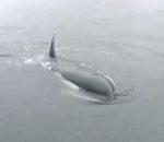 orque tente communiquer avec humains imitant bateau moteur