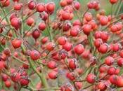 cynorrhodons cynorhodons