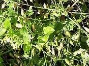 Comment faire soi-même graines