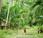 Biodiversité pourquoi faut protéger forêts tropicales indonésiennes