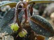 nouvelle plante surprenante Spigelia genuflexa
