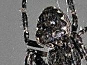 Pour l'Épeire nocturne, noir, cest noir