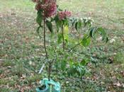 Heptacodium miconioides