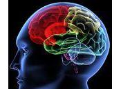 stimulation électrique cortex entorhinal encourage production neurones