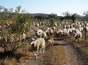 Moutons dans Vignes.