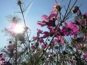 Encore chouia d'été