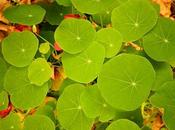 recherche l'automne...