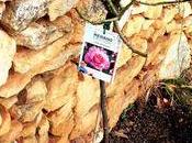 C'est saison plantations