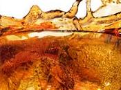 vient faire taxe sodas pays foie gras