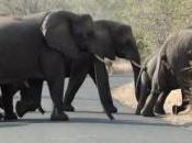 Lancement plus grande marche d'éléphants" contre commerce l'ivoire