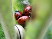 néflier, coccinelles limaçon