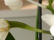 phalaenopsis fécondé