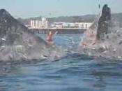 surfeuse presque happée baleine