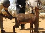 Soudan plus d’un million têtes bétail vaccinées
