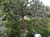 Araucaria araucana