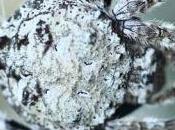 araignée malgache classée premier rang nouvelles espèces plus spectaculaires