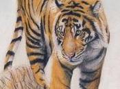 Cours Tigre crayons couleur