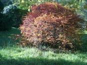 Berberis thunbergii automne