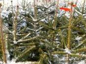 Sapin naturel sapin artificiel pour Noël lequel plus écolo