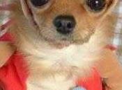 dimanche spécial chiens