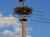 millions d'oiseaux décimés lignes électriques