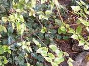 Arbuste tige exécution