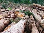 déforestation s'accélère, avertit