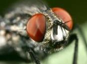 GÉNOMIQUE: mouche drosophile pour nous aider vaincre douleurs Nature