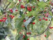 Malus hupehensis l'apomixie