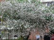 Prunus subhirtella 'Autumnalis'