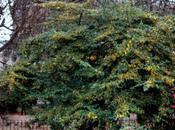 Cotoneaster watereri