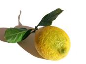 Citron doux Malaga gros